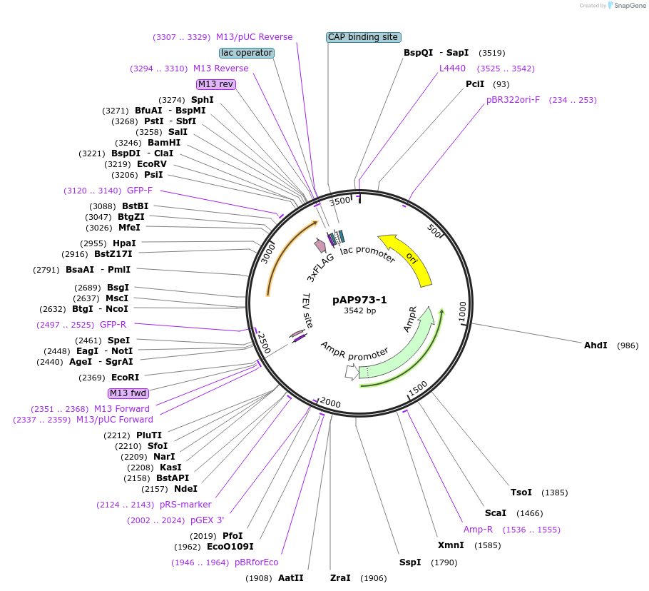 99496-plasmid-map-sequence-id-193143