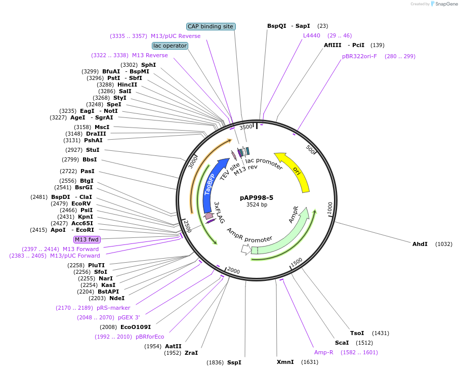 99501-plasmid-map-sequence-id-193144