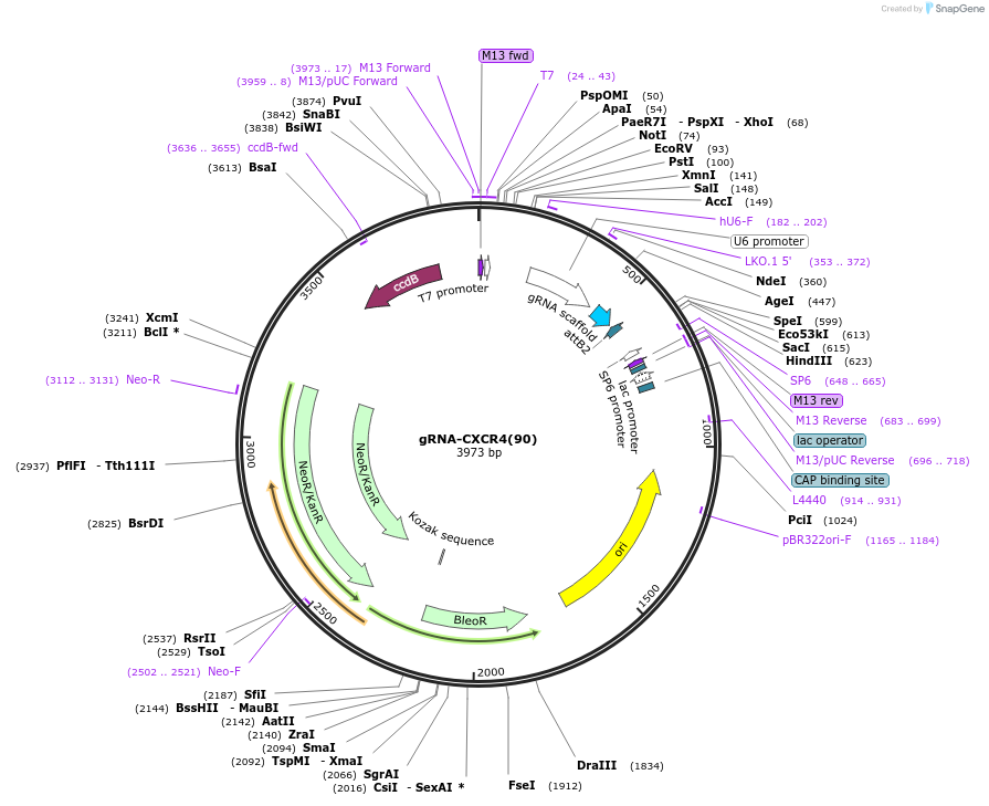 98962-plasmid-map-sequence-id-193145