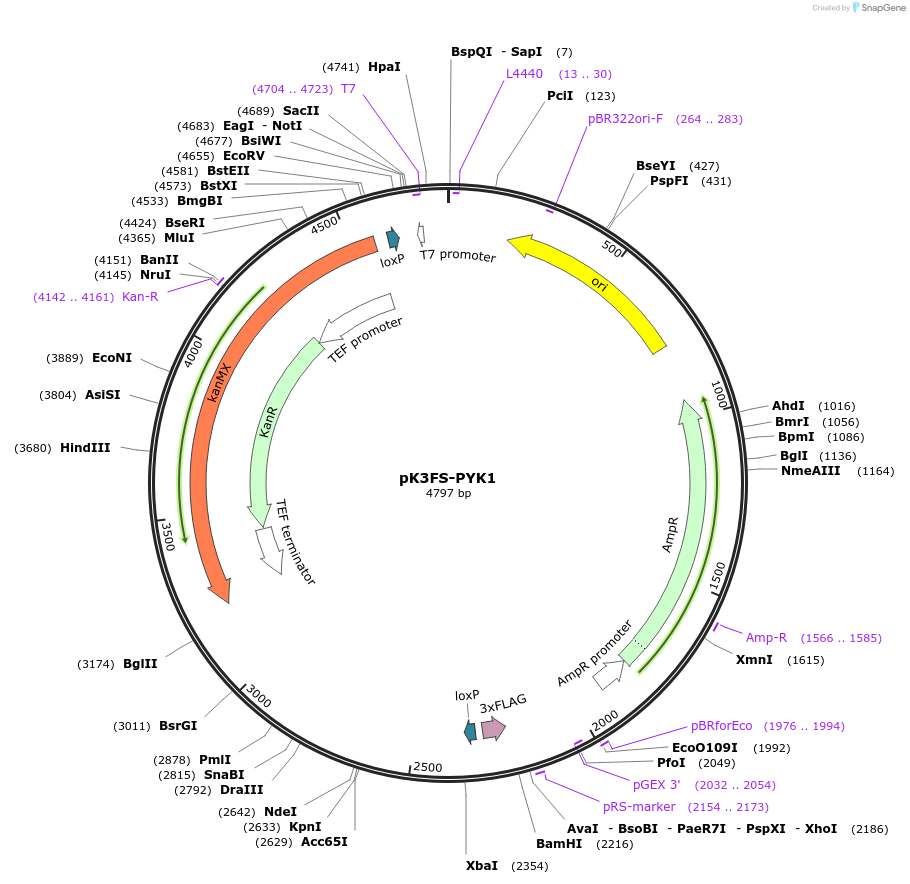 85777-plasmid-map-sequence-id-193147