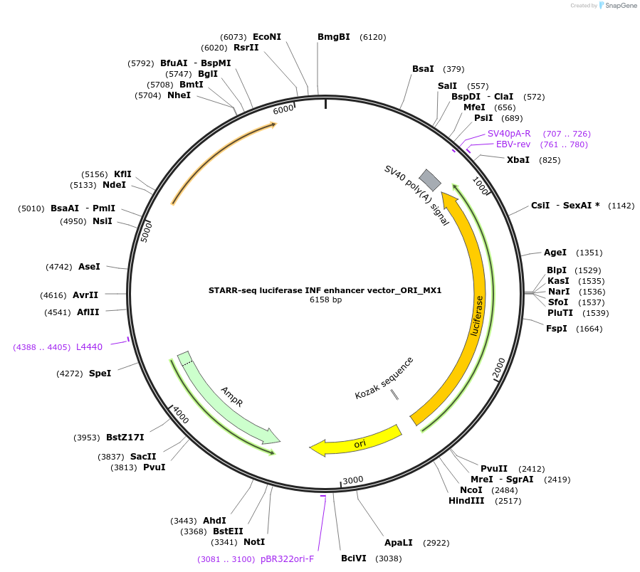 99323-plasmid-map-sequence-id-193152