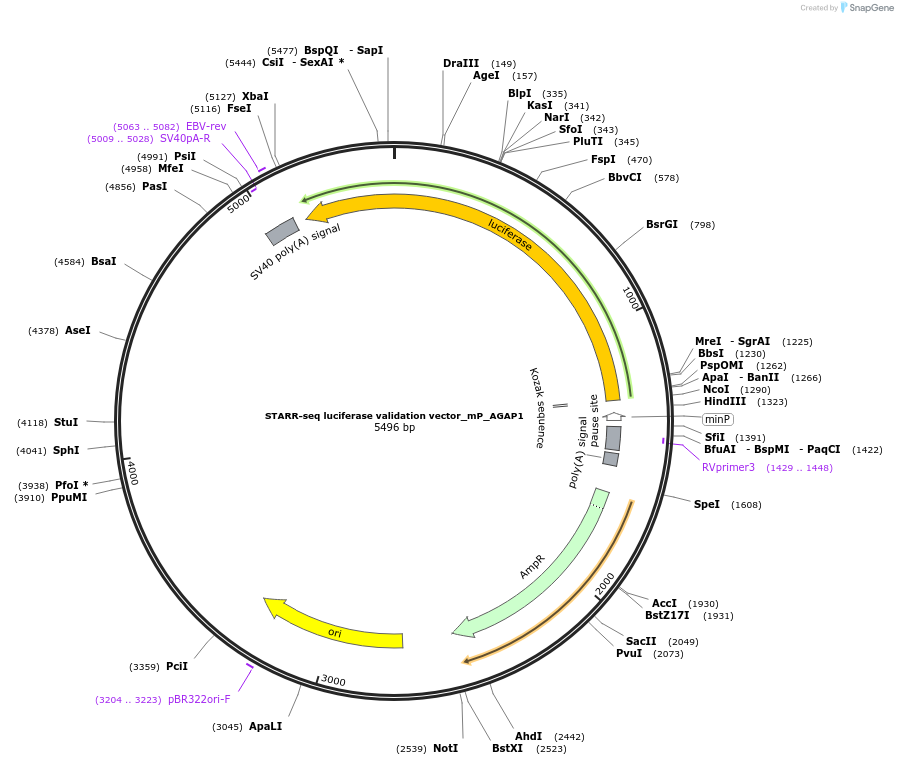 99301-plasmid-map-sequence-id-193155
