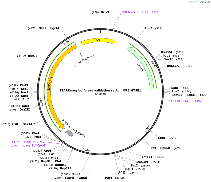 99303-plasmid-map-sequence-id-193159