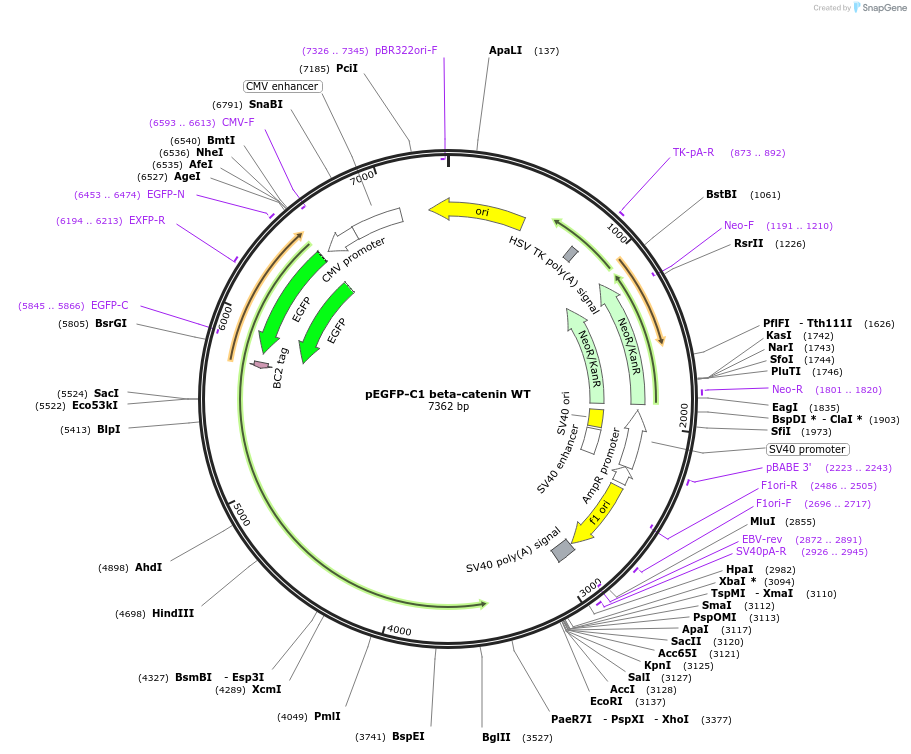 16071-plasmid-map-sequence-id-193163