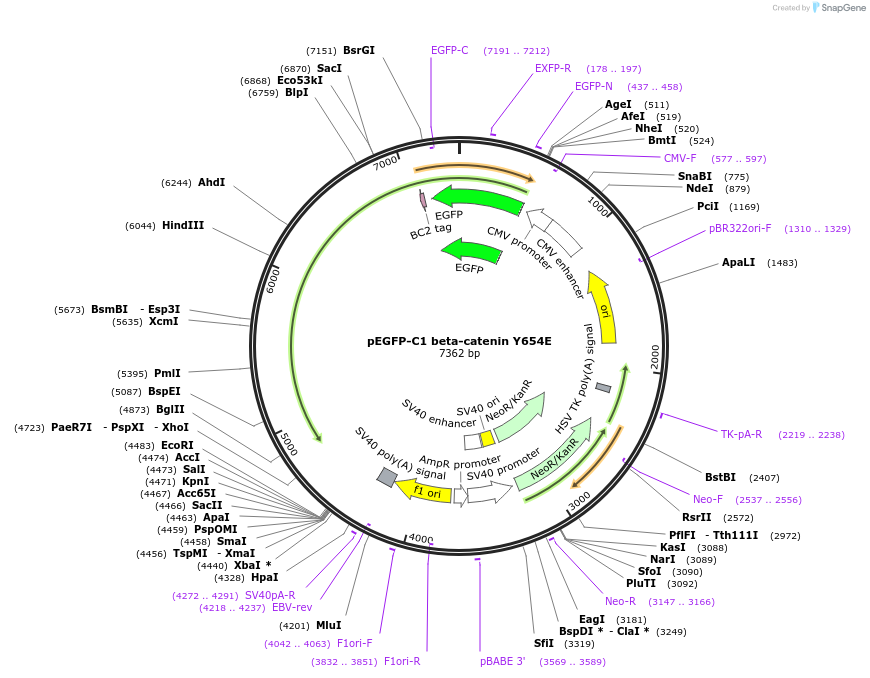16073-plasmid-map-sequence-id-193165