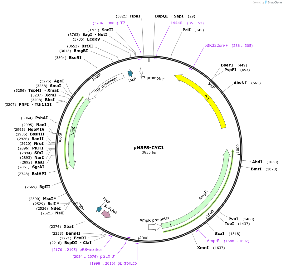 85783-plasmid-map-sequence-id-193168