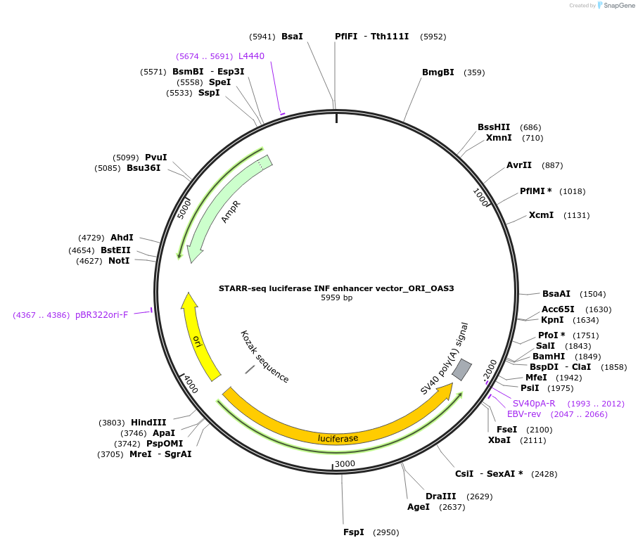 99324-plasmid-map-sequence-id-193170