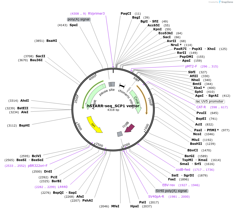 99292-plasmid-map-sequence-id-193172