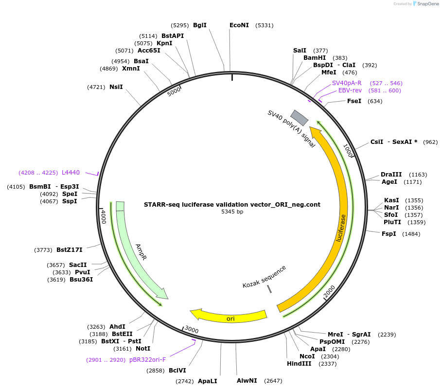 99315-plasmid-map-sequence-id-193174