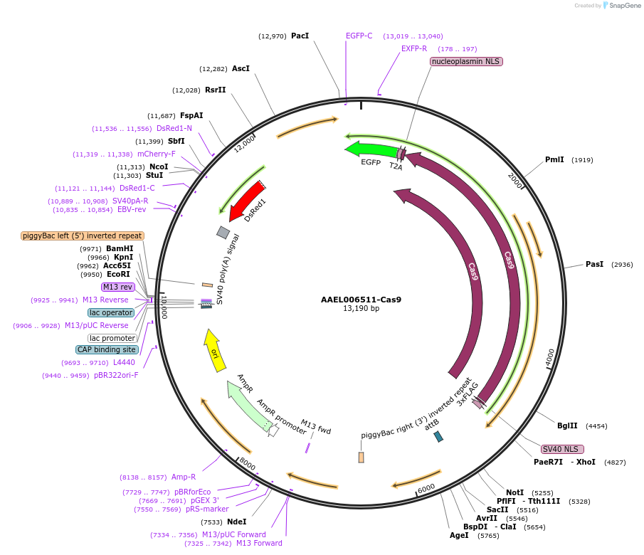 100580-plasmid-map-sequence-id-193175