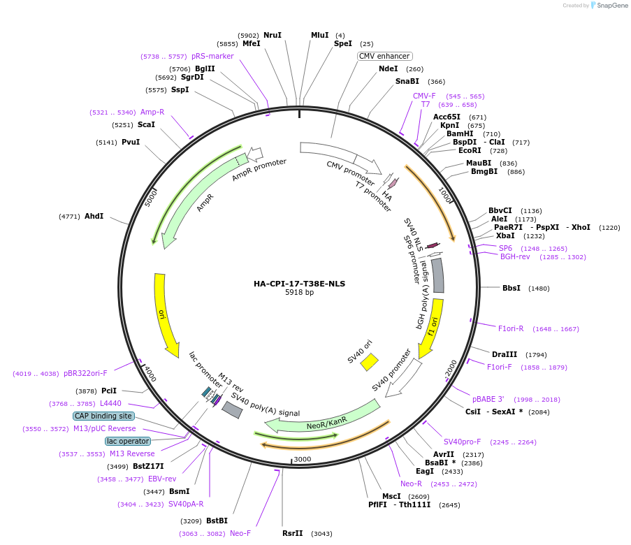 100778-plasmid-map-sequence-id-193198