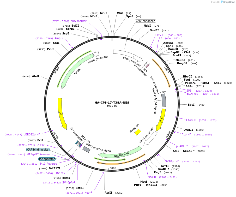 100779-plasmid-map-sequence-id-193200