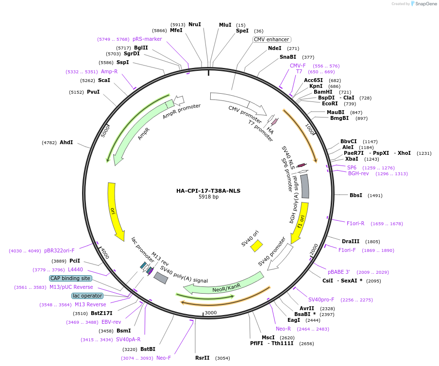 100780-plasmid-map-sequence-id-193203