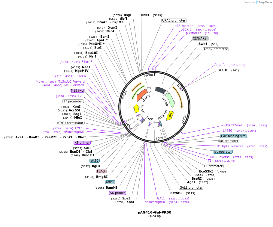 84901-plasmid-map-sequence-id-193204