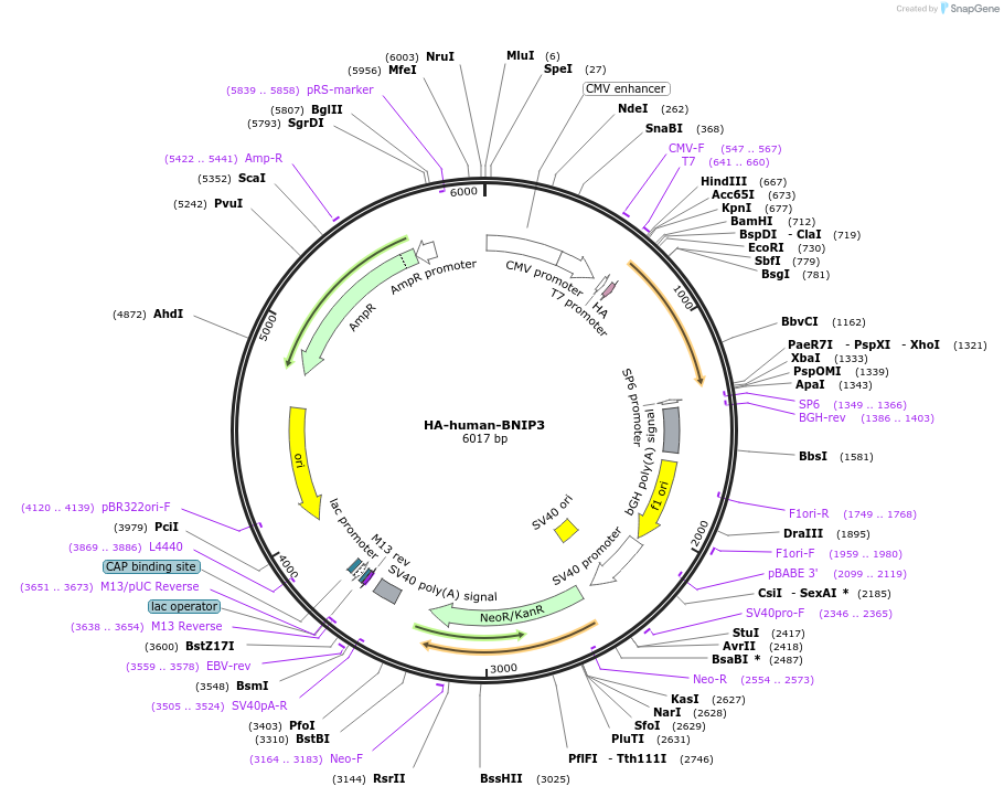 100781-plasmid-map-sequence-id-193205