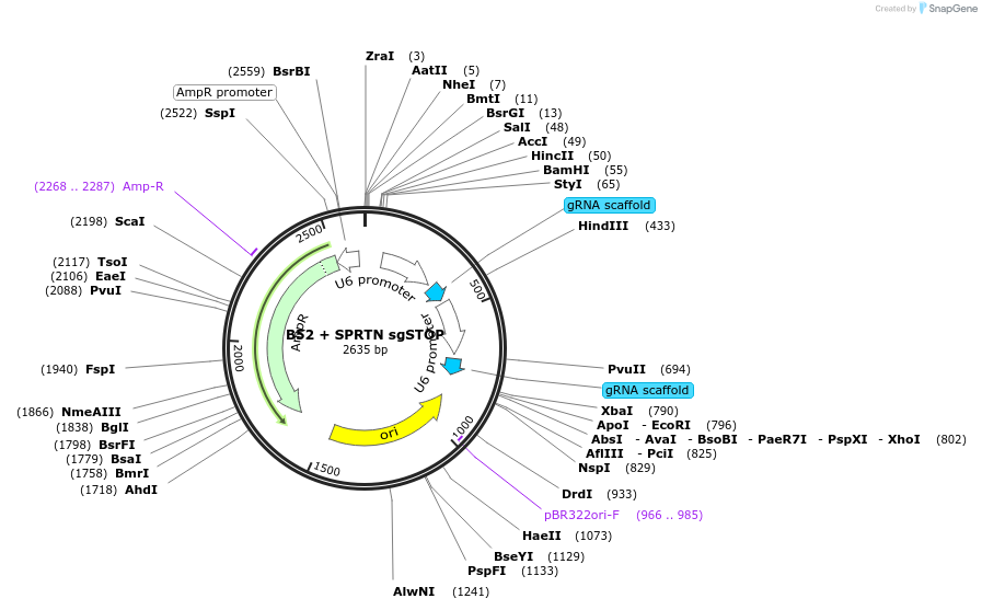 100709-plasmid-map-sequence-id-193207