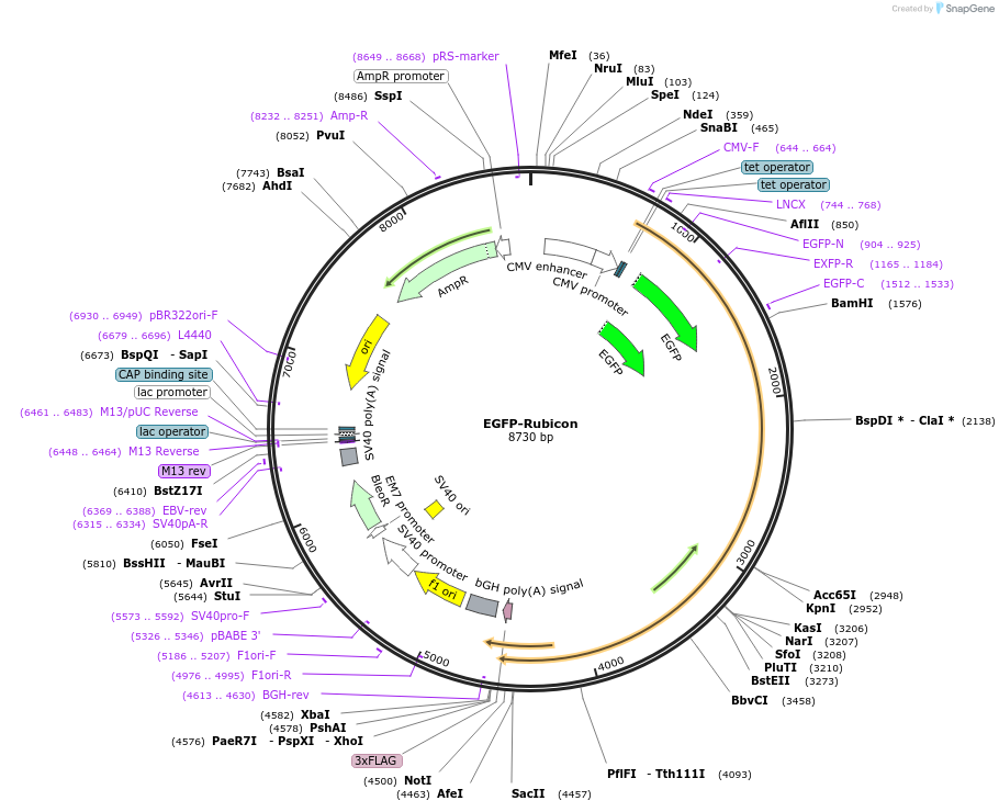 28022-plasmid-map-sequence-id-193209