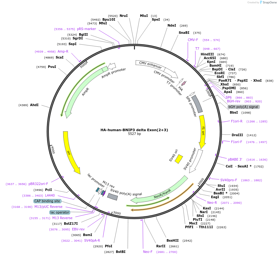 100783-plasmid-map-sequence-id-193211