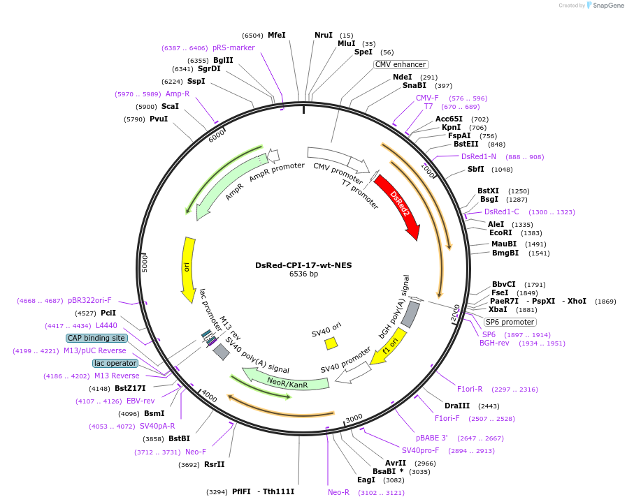 100787-plasmid-map-sequence-id-193216