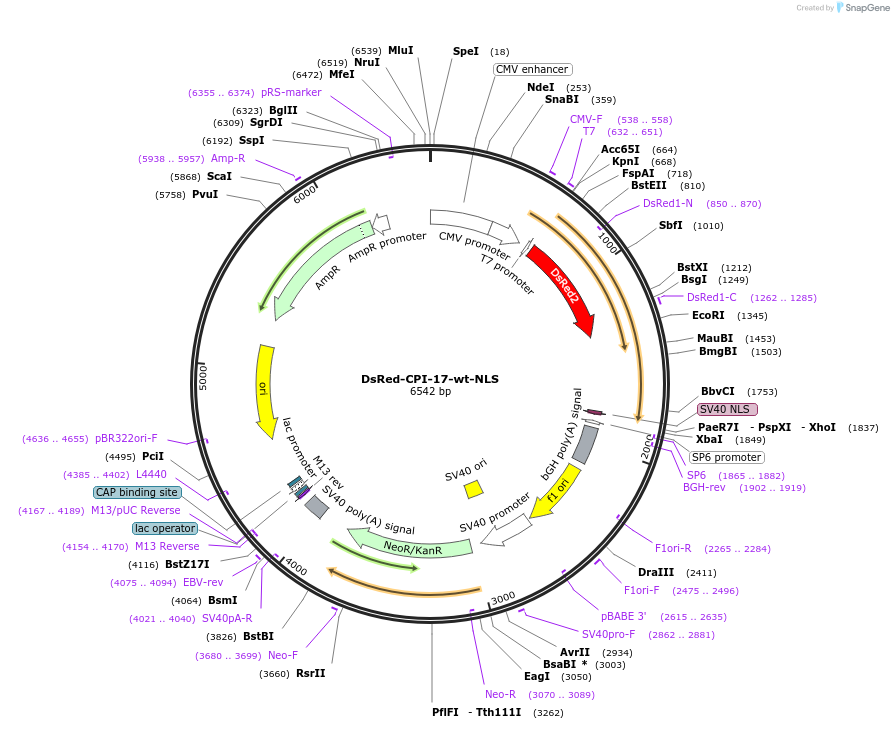 100788-plasmid-map-sequence-id-193218