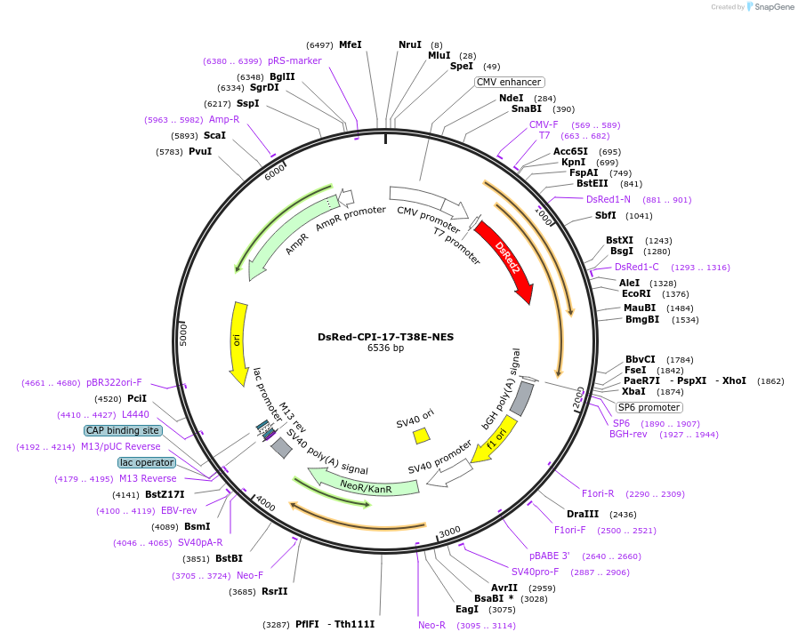 100789-plasmid-map-sequence-id-193220