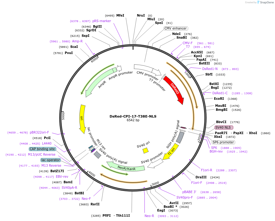 100790-plasmid-map-sequence-id-193221