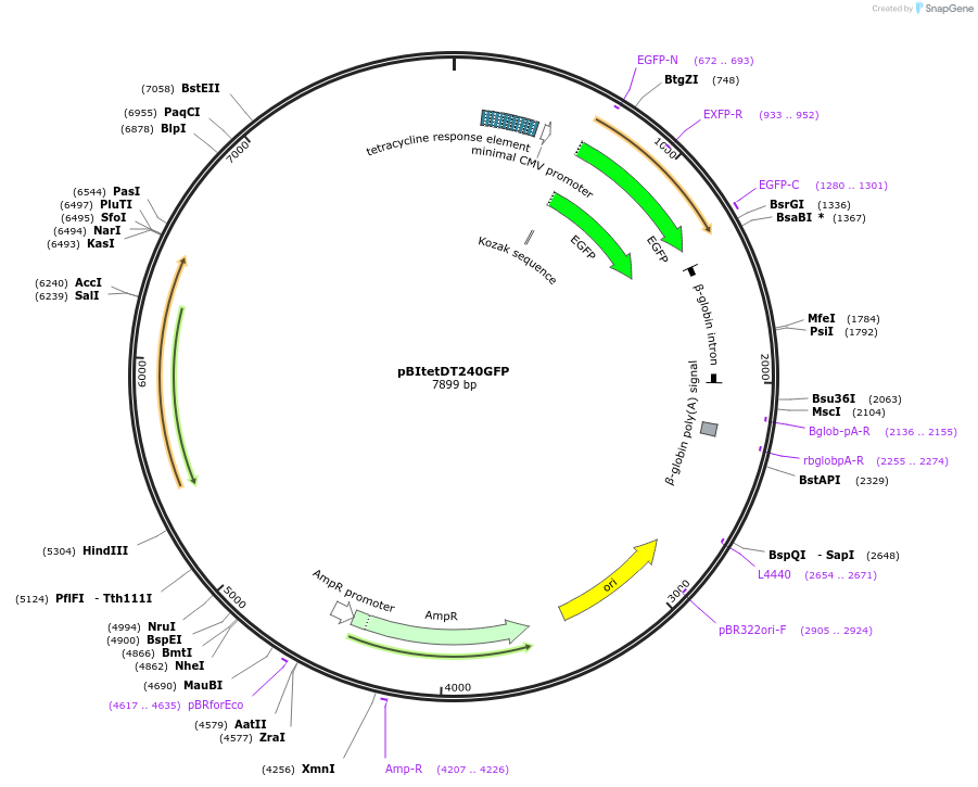 96904-plasmid-map-sequence-id-193222
