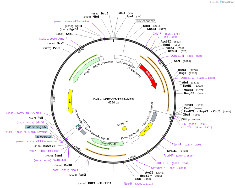 100791-plasmid-map-sequence-id-193234
