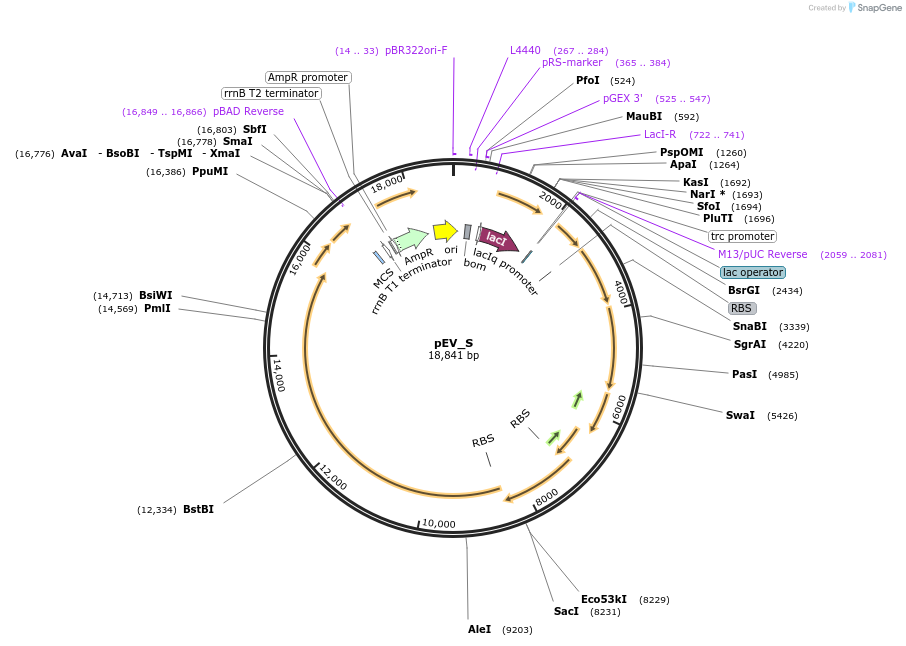 100266-plasmid-map-sequence-id-193235