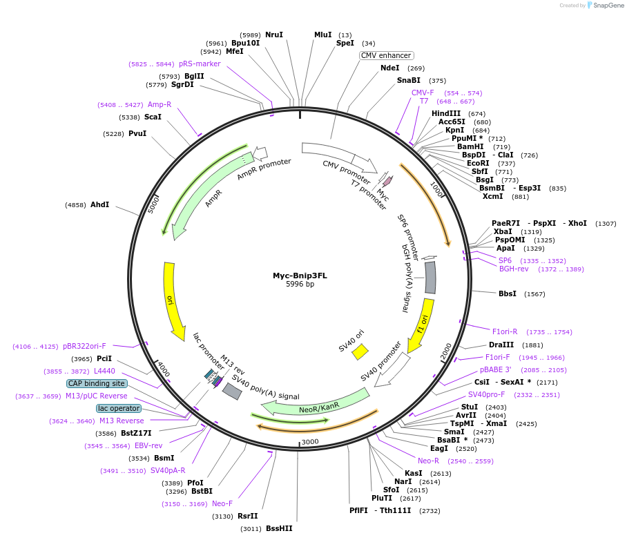 100796-plasmid-map-sequence-id-193242