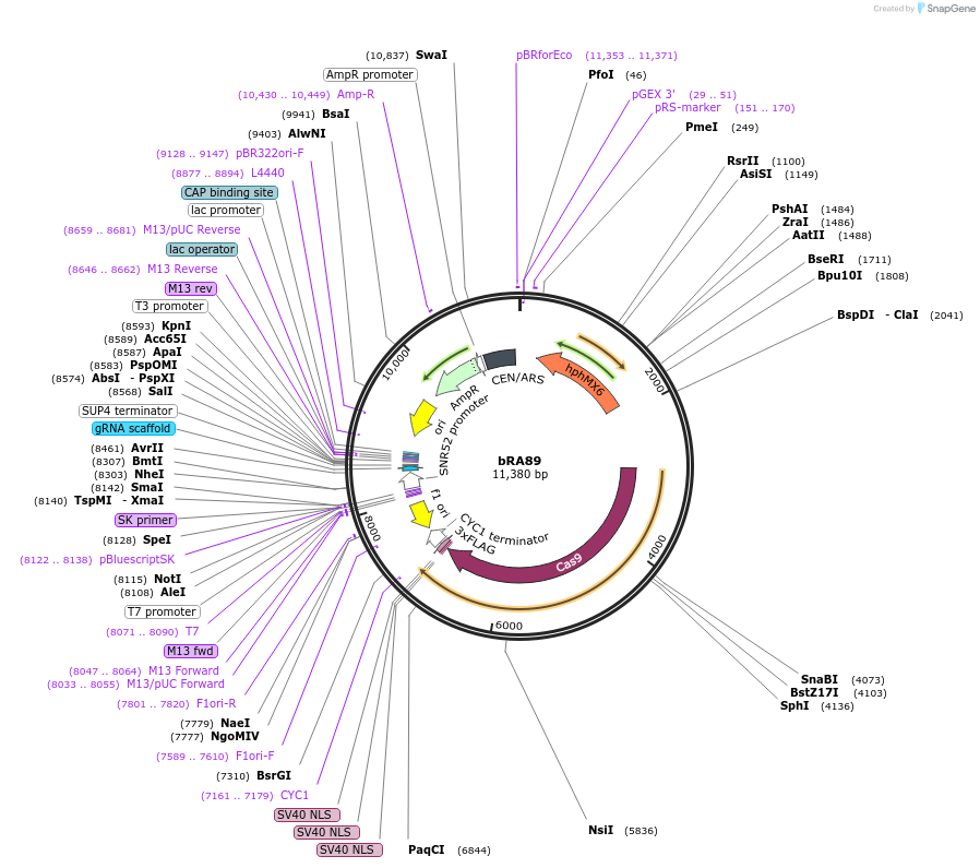100950-plasmid-map-sequence-id-193243