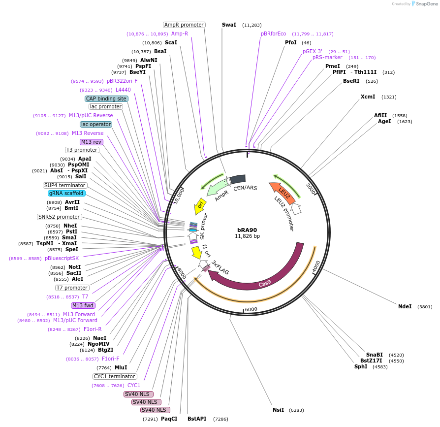 100951-plasmid-map-sequence-id-193245