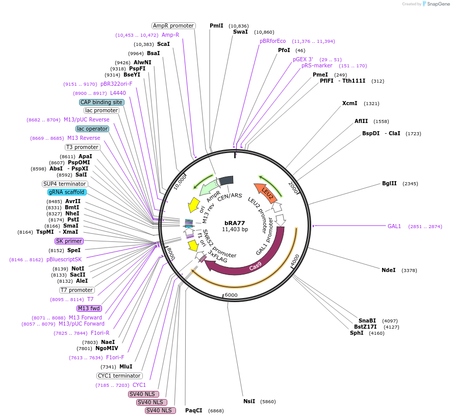 100953-plasmid-map-sequence-id-193246