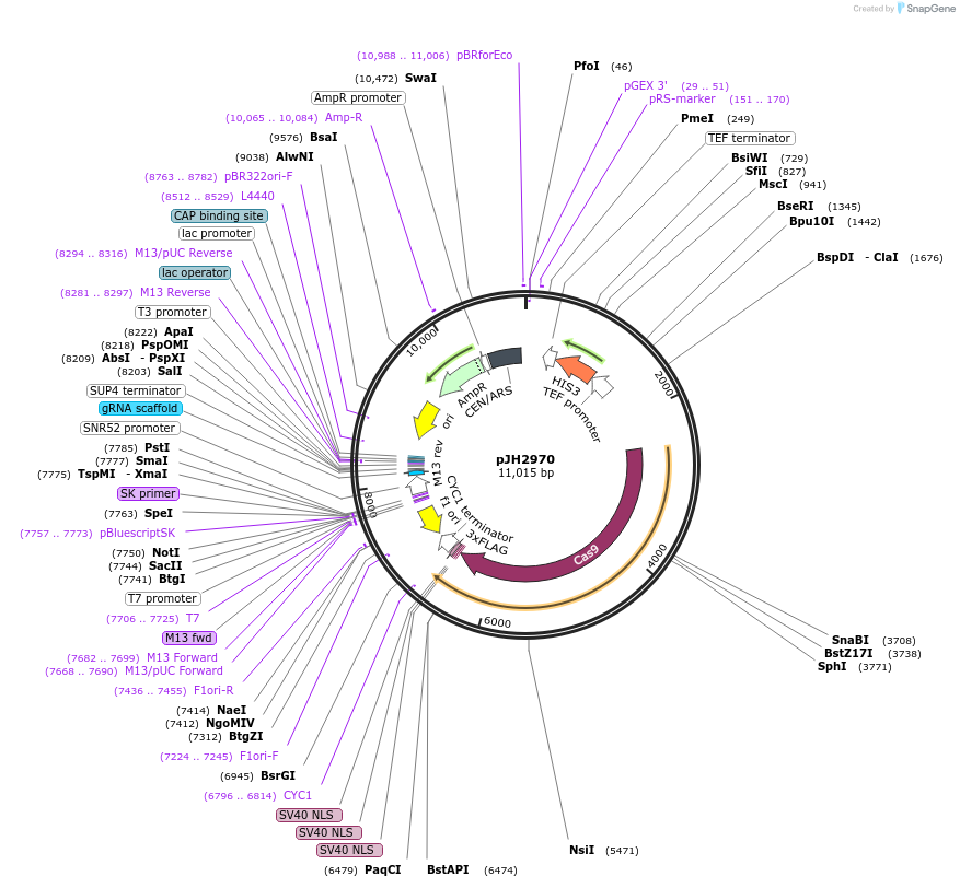 100954-plasmid-map-sequence-id-193247