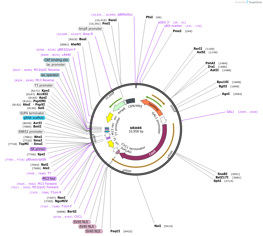 100952-plasmid-map-sequence-id-193261