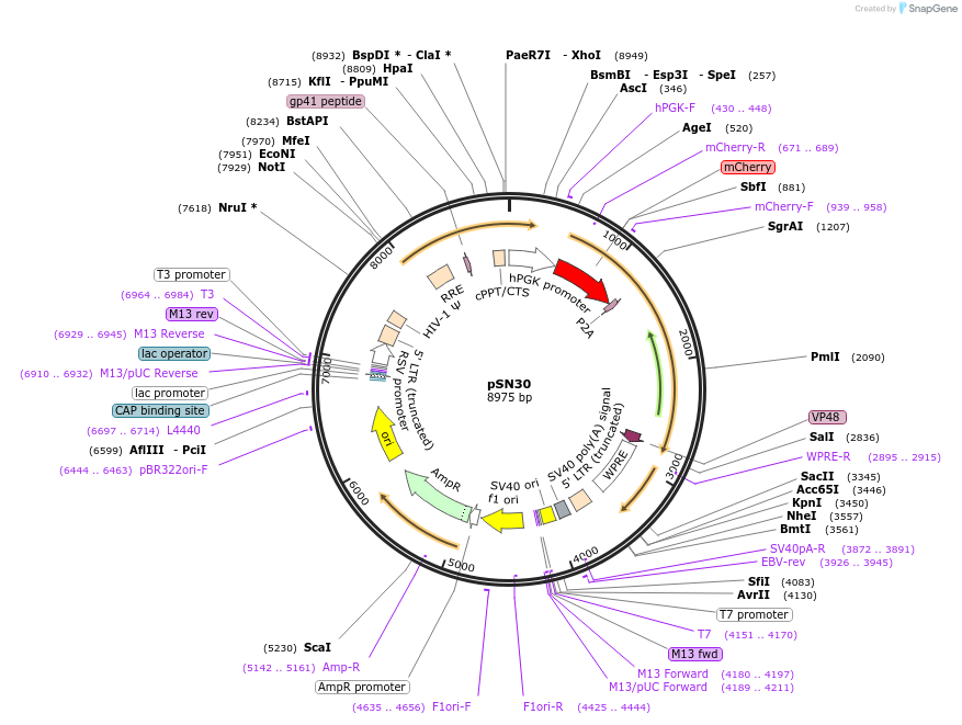 100115-plasmid-map-sequence-id-193265