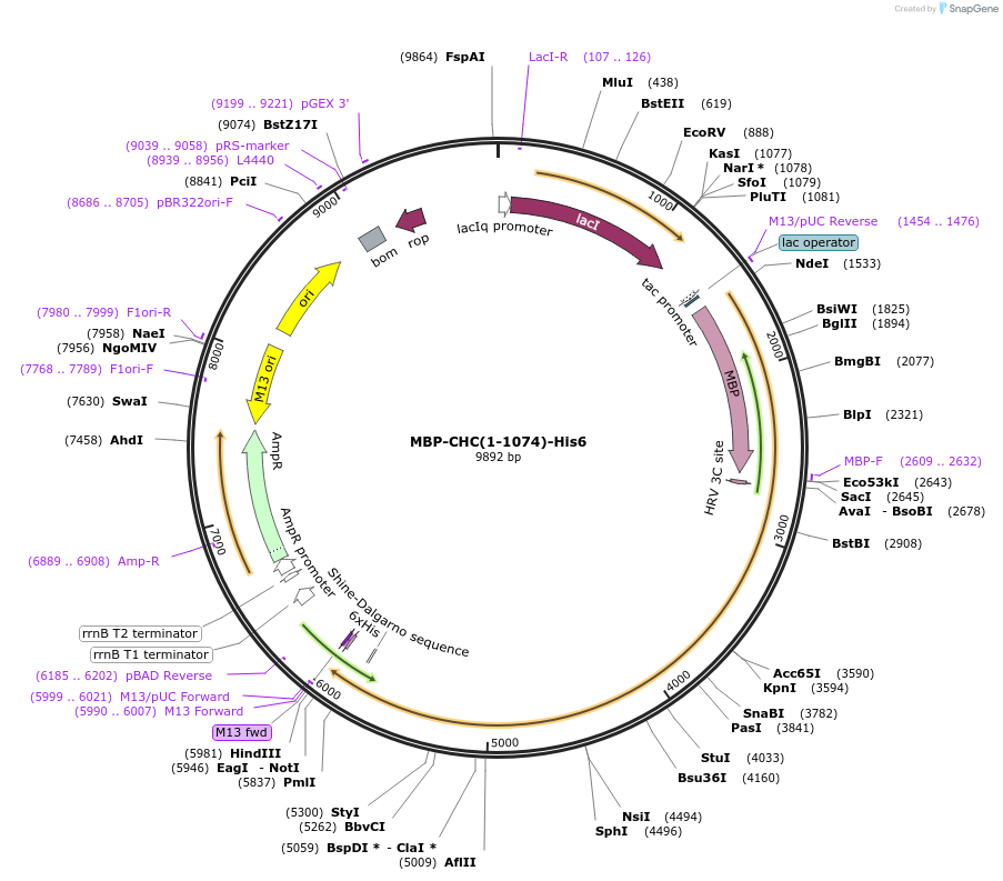 100748-plasmid-map-sequence-id-193276