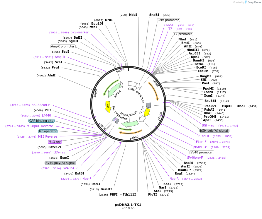 100544-plasmid-map-sequence-id-193282