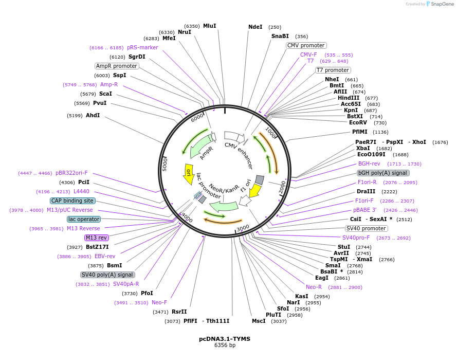 100545-plasmid-map-sequence-id-193283