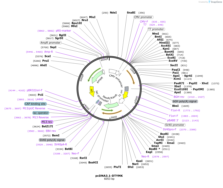100546-plasmid-map-sequence-id-193284