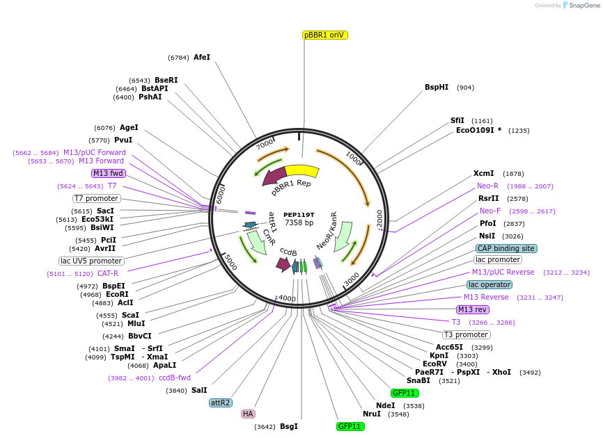 98251-plasmid-map-sequence-id-193292