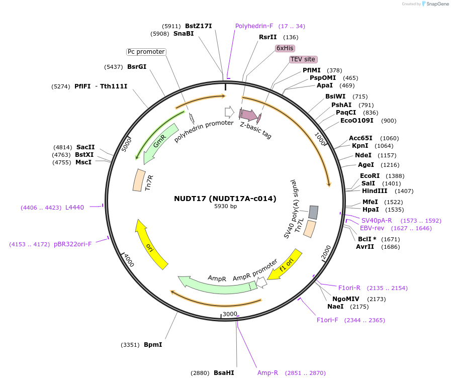 98224-plasmid-map-sequence-id-193301