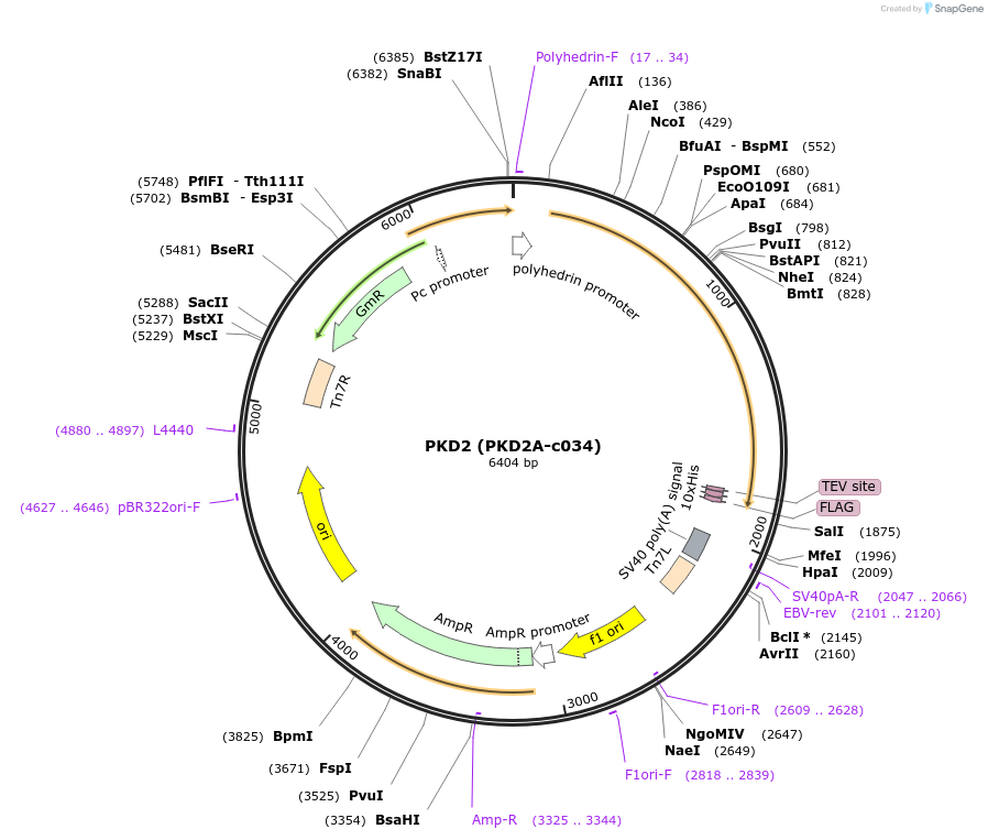 98226-plasmid-map-sequence-id-193305