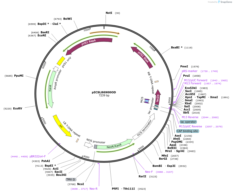 86178-plasmid-map-sequence-id-193309