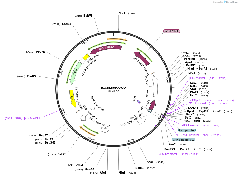 86180-plasmid-map-sequence-id-193314