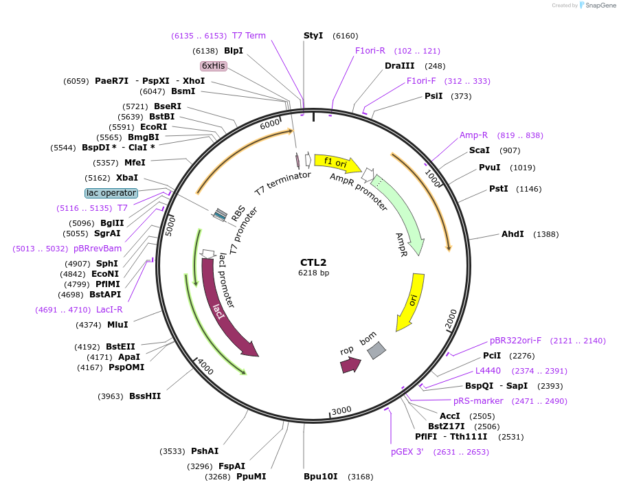 92212-plasmid-map-sequence-id-193330