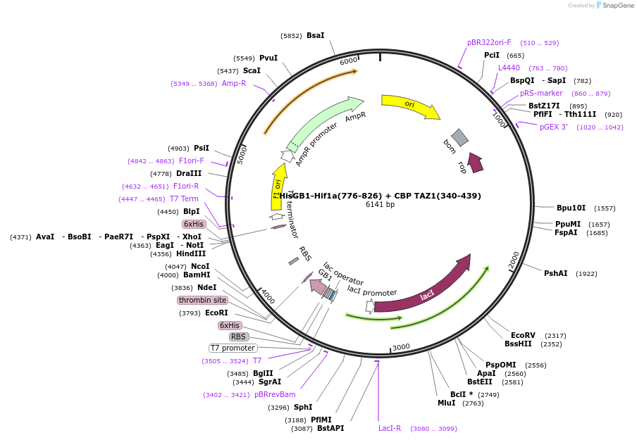 99343-plasmid-map-sequence-id-193363