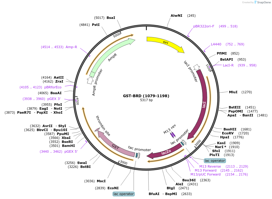 99507-plasmid-map-sequence-id-193364