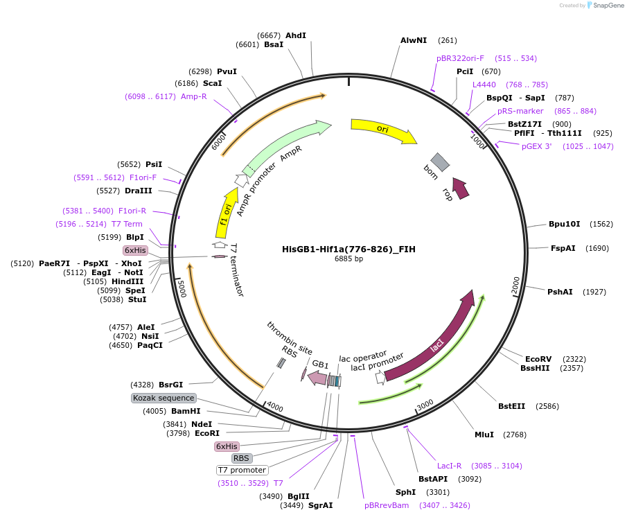 99508-plasmid-map-sequence-id-193367