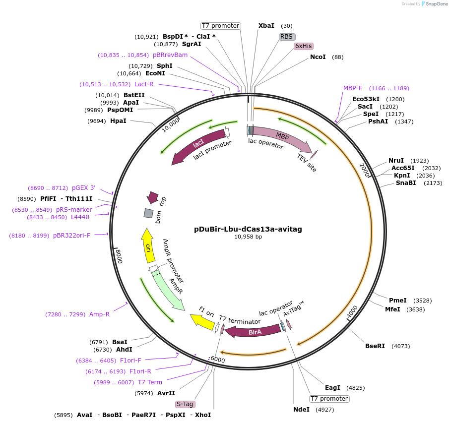 100817-plasmid-map-sequence-id-193374